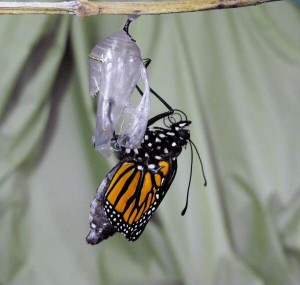Butterfly emerge crop-1
