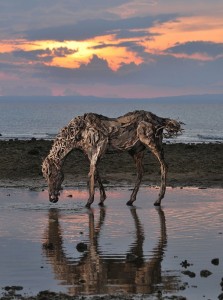 James-Doran-Webb-Horse-Sculptures-in-Driftwood-10