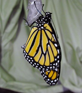 44. Butterfly emerge crop-2
