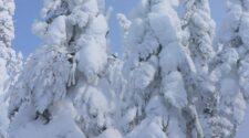 canada quebec-snow covers trees
