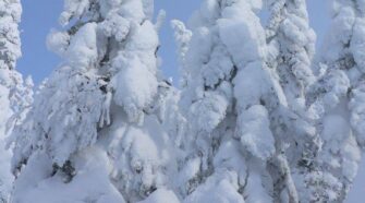 canada quebec-snow covers trees