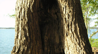 Hollow tree