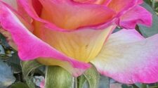 Rose thorns