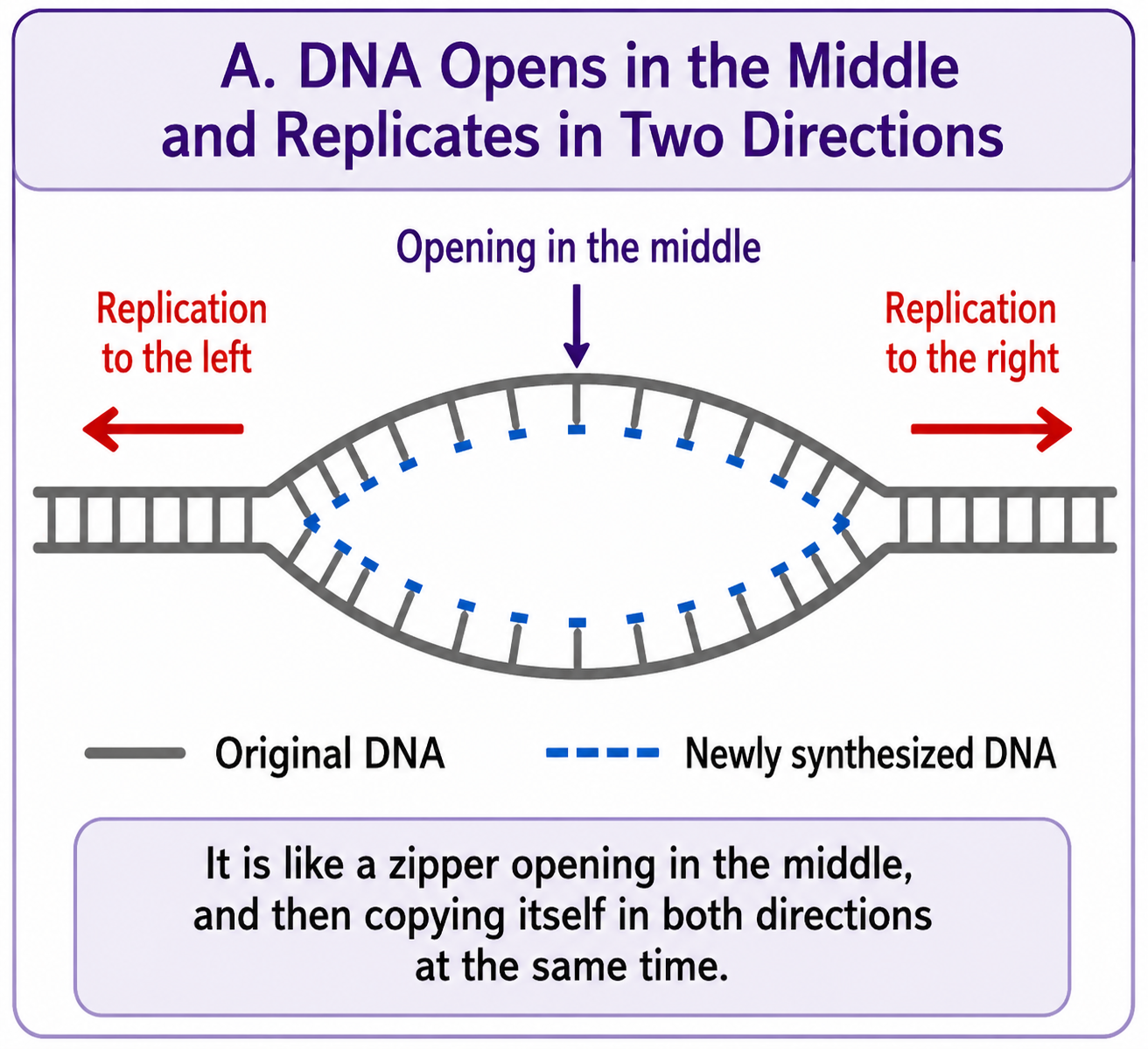 DNA Bidirectional