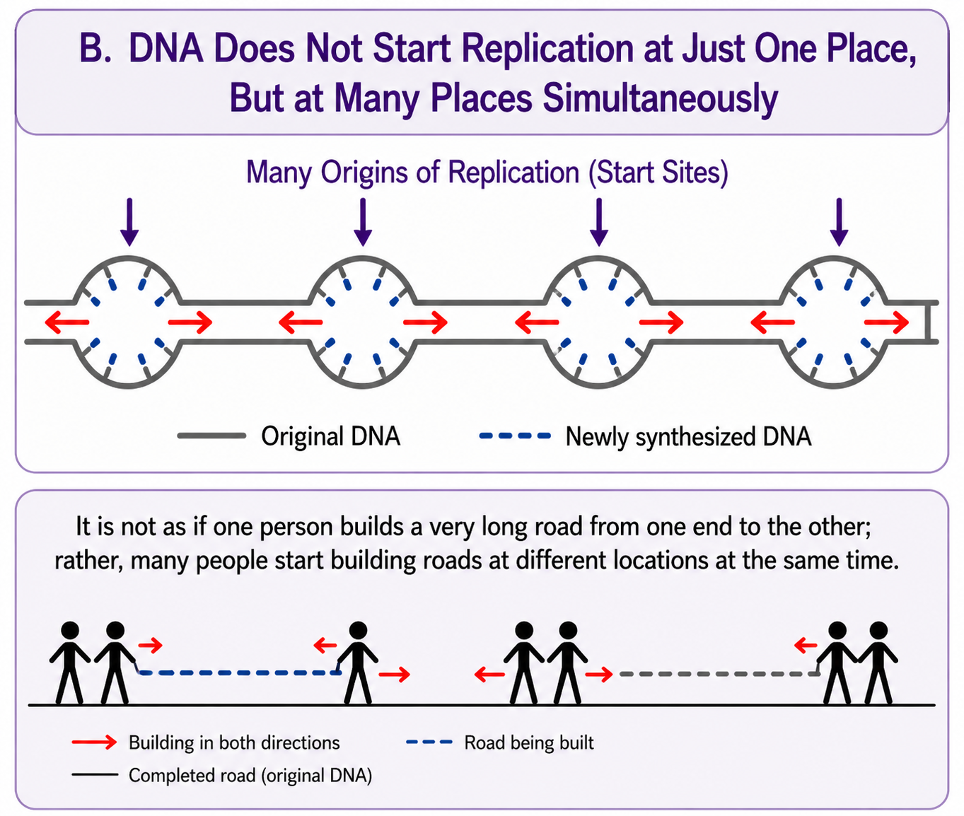 DNA-Replicon