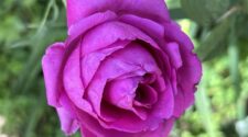 rose