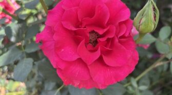rose